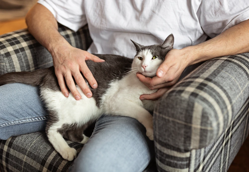 pet video camera monitor